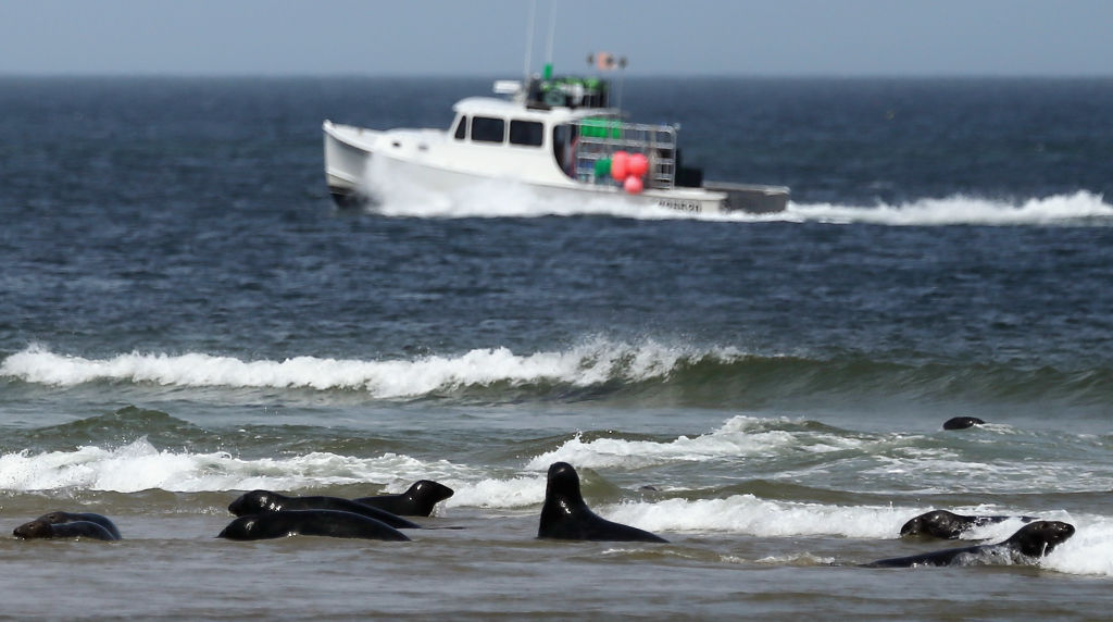 seals along the beach on cape cod