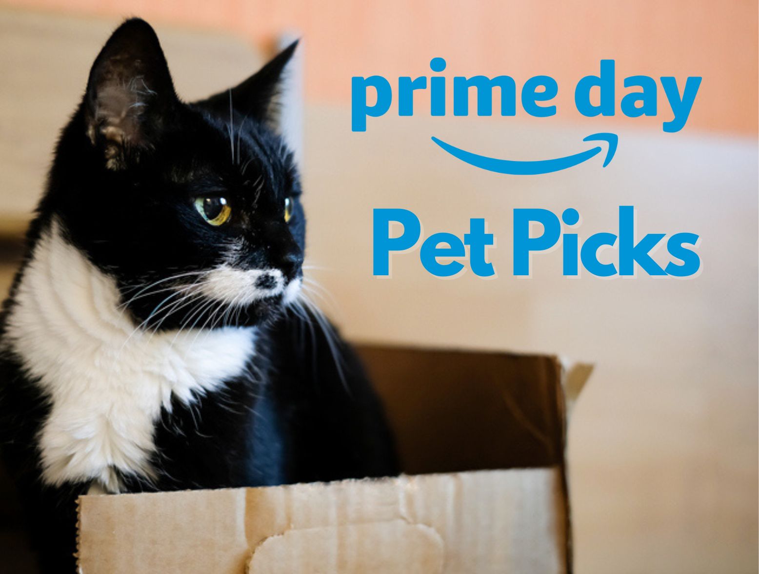 Prime Day Pet Picks