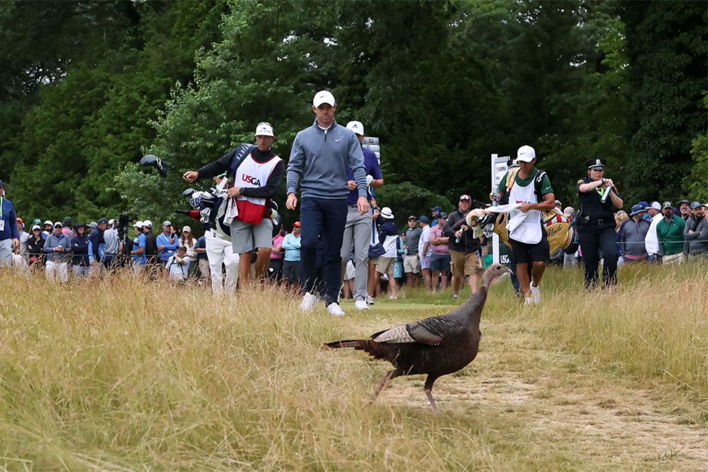 BROOKLINE, MASSACHUSETTS - JUNE 18: Rory McIlroy of Northern Ireland leaves the 15th tee as a turkey passes the tee box during the third round of the 122nd U.S. Open Championship at The Country Club at The Country Club on June 18, 2022 in Brookline, Massachusetts. (Photo by Warren Little/Getty Images)