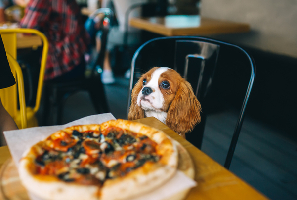 are dogs allowed in restaurants ma