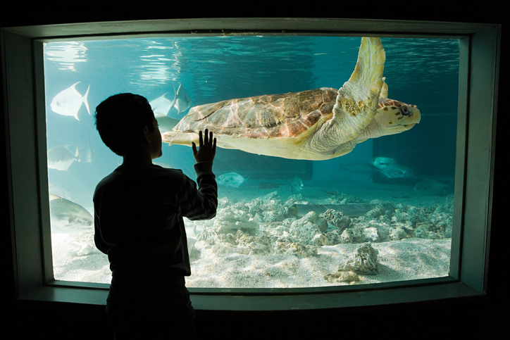 New England Aquarium