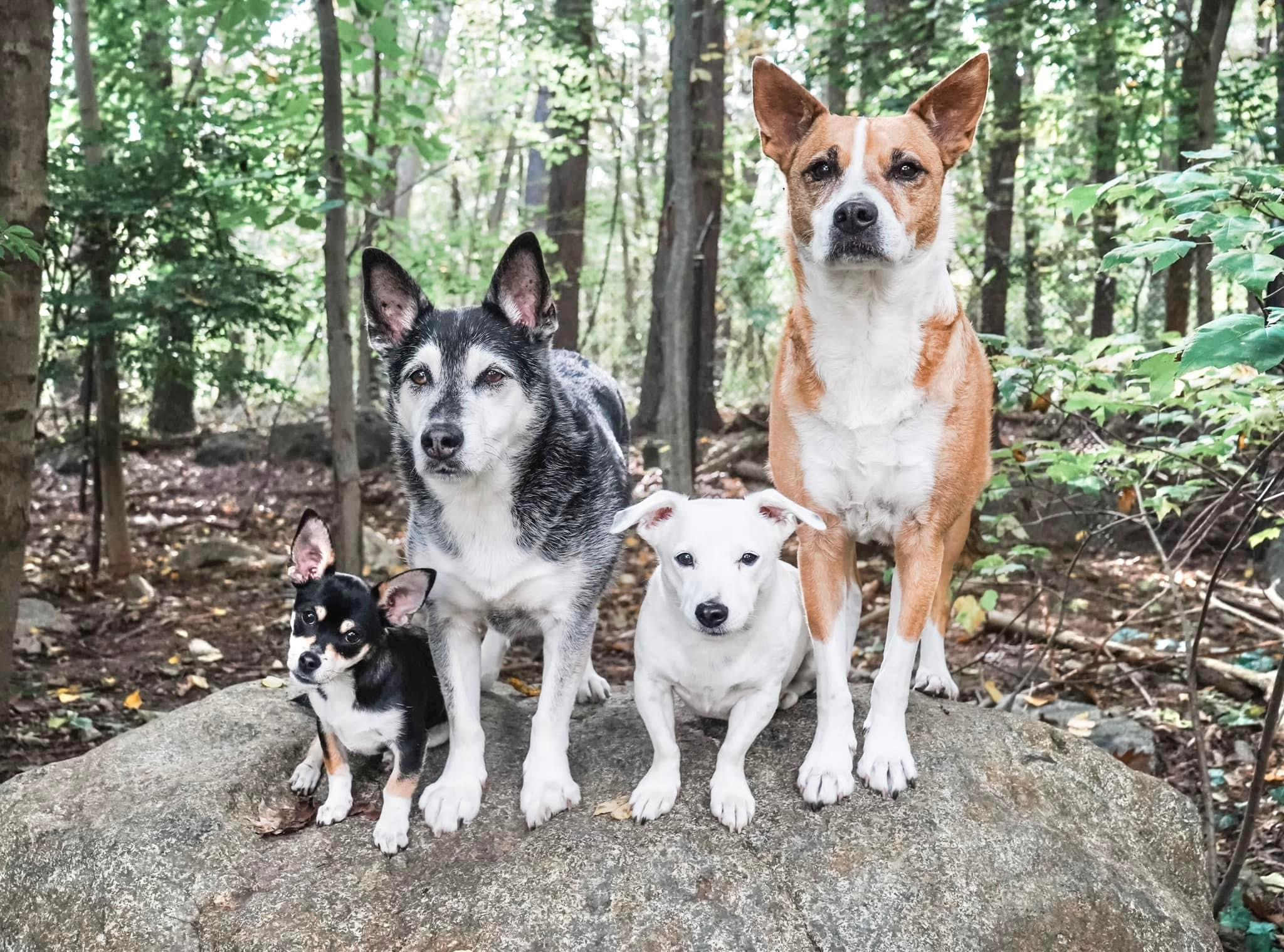 A picture of 4 different size dogs sitting outside on a rock.
