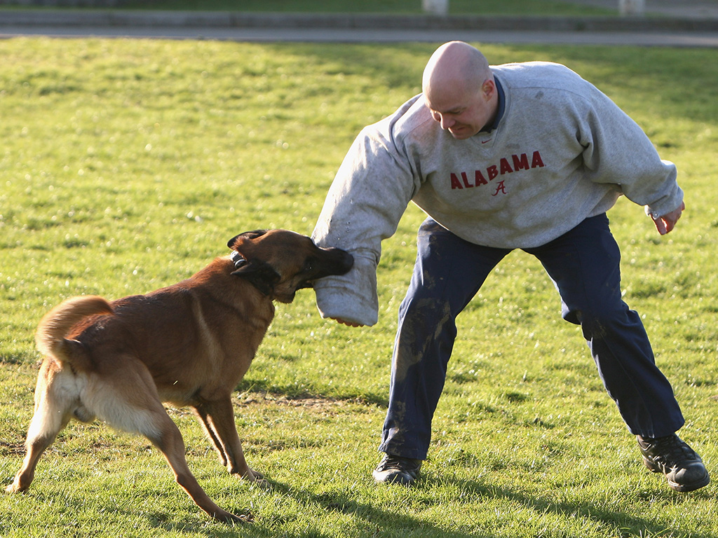 LONDON - JANUARY 29: A police handler demonstrates an attack situation with a German Shepherd dog during a tour by HRH Camilla, Duchess of Cornwall at the Metropolitan Police Dog Training Centre on January 29, 2009 in Keston, London, United Kingdom. The Duchess toured the facility meeting dog handlers and seeing demonstrations. (Photo by Chris Jackson/Getty Images)